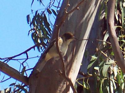 babykookaburra.jpg