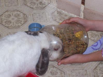 bunnybrekkie.jpg