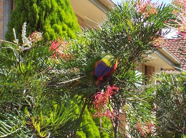 lorikeet.jpg