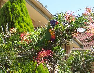 lorikeet2.jpg