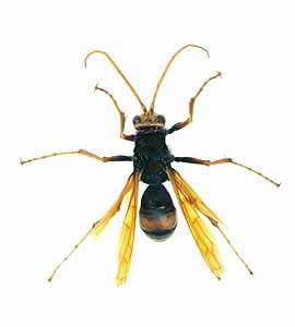 spiderwasp_female2.jpg